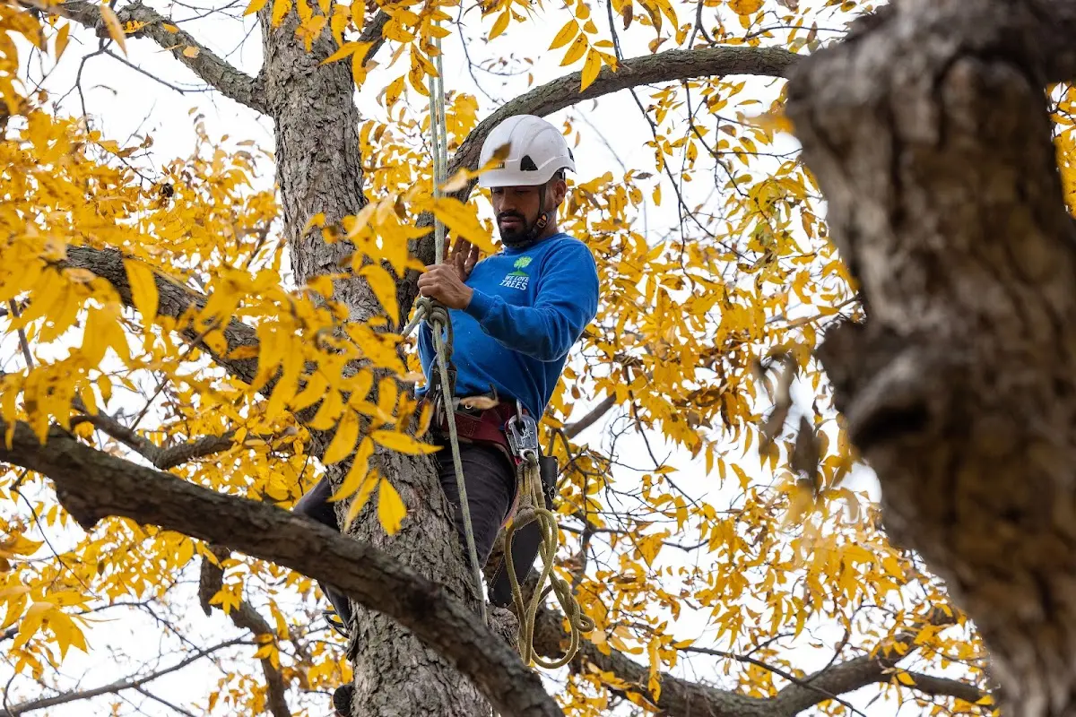 Skilled Tree Pruning crew working in New London